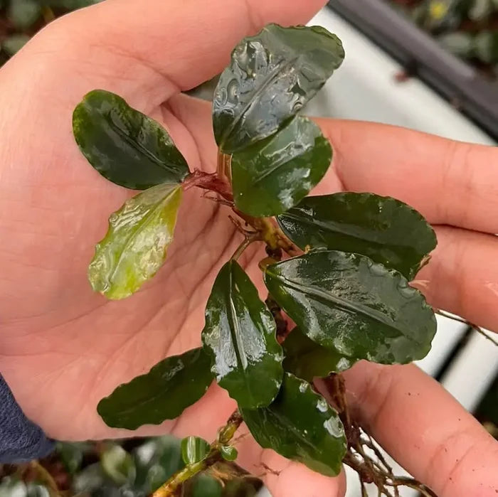 Bucephalandra royal purple aquatic plant with glossy dark green waxy leaves and reddish stems for aquarium use