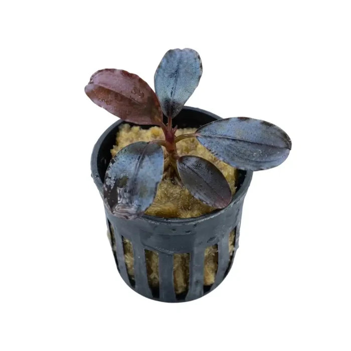 A potted Bucephalandra Silat Series 3 aquatic plant with deep purple leaves and reddish stem in black netted container