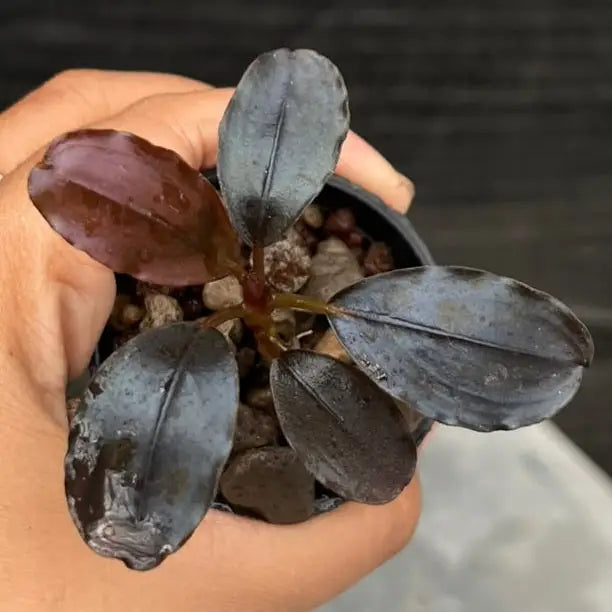 A small potted bucephalandra silat series 3 aquatic plant with glossy dark purple and black leaves held in a hand