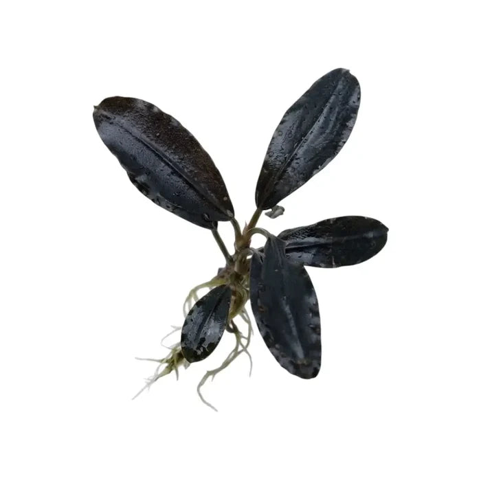 Bucephalandra silat series 4 dark glossy aquatic plant with broad leaves and delicate roots for aquariums