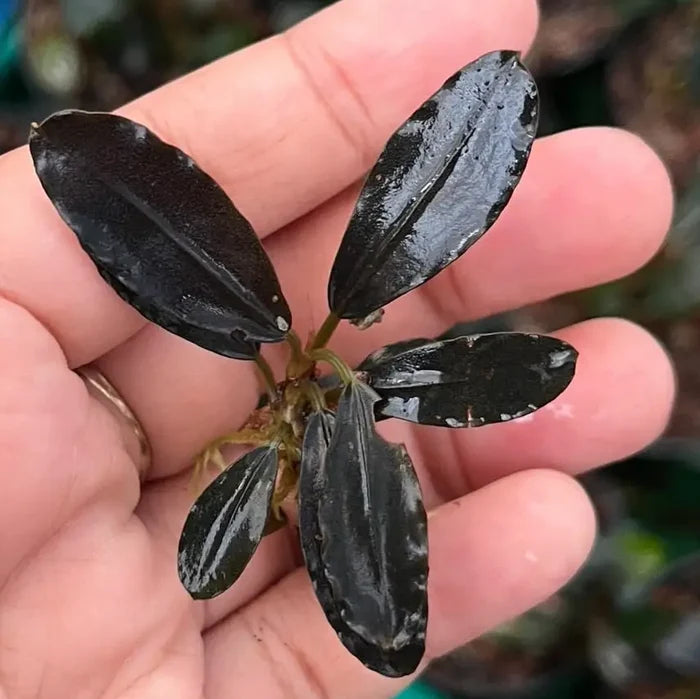 A glossy black bucephalandra silat series 4 aquatic plant with elongated curved leaves held gently in a hand
