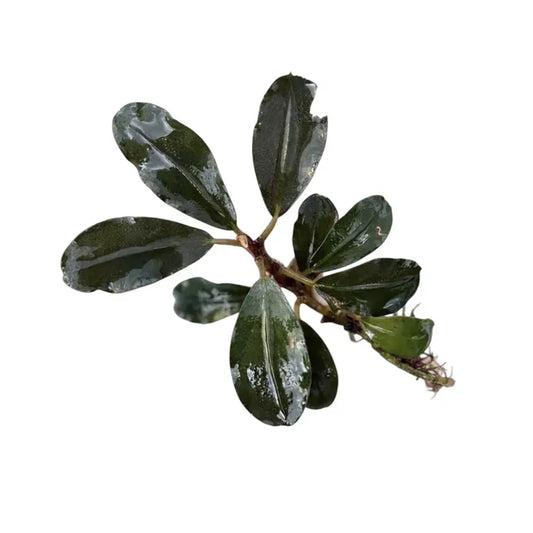 A glossy dark green Bucephalandra Silat series aquatic plant with broad slightly wavy leaves and a central stem