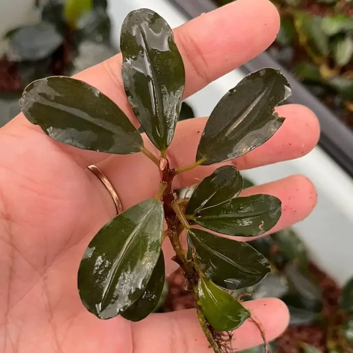 Bucephalandra Silat Series 1 small glossy dark green aquatic plant with broad waxy leaves and slender stem
