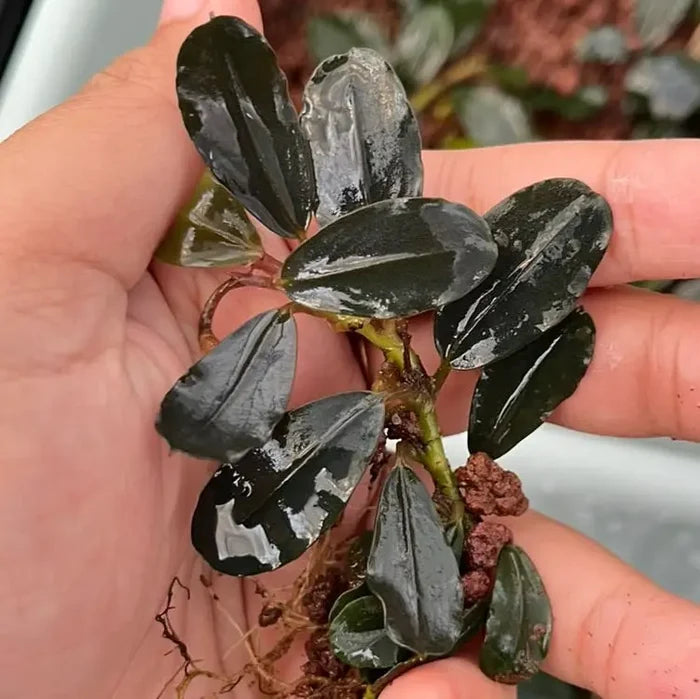 A dark green glossy Bucephalandra Silat Series 1 aquatic plant with broad leaves and a slender stem