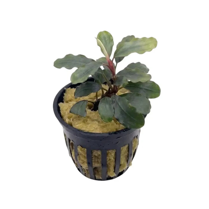 A potted Bucephalandra Sokan aquatic plant with dark green wavy leaves and reddish stem in yellow substrate