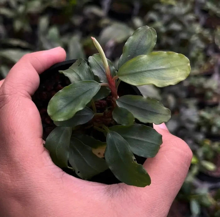 A small potted Bucephalandra Sokan plant with glossy dark green variegated leaves and a reddish stem