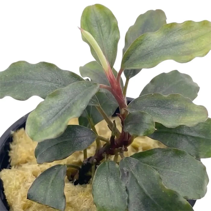 A bucephalandra sokan aquatic plant with broad green leaves and reddish stem in yellow moss in a black pot