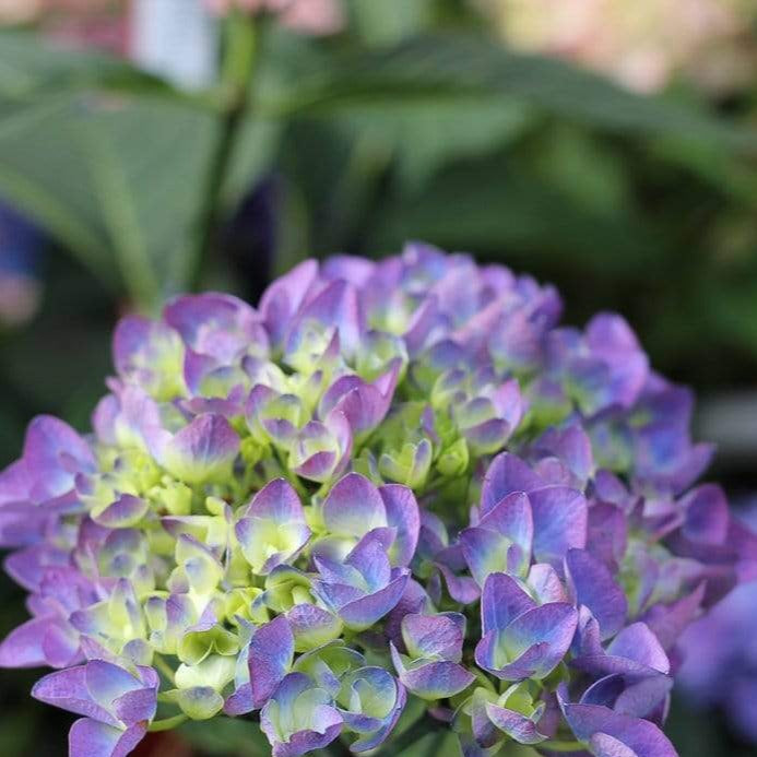 Cityline Rio flower cluster in early stages with a hint of green in the center of purple petals