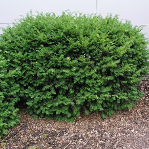 Dense Spreading Yew with dark green evergreen needles and a low mounded habit in a foundation planting