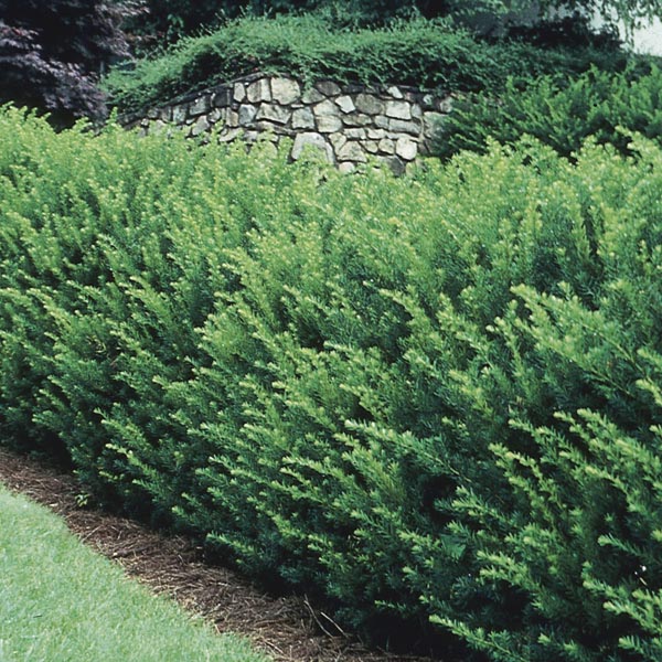 Taxus x media Densiformis with spreading dark green foliage in part shade