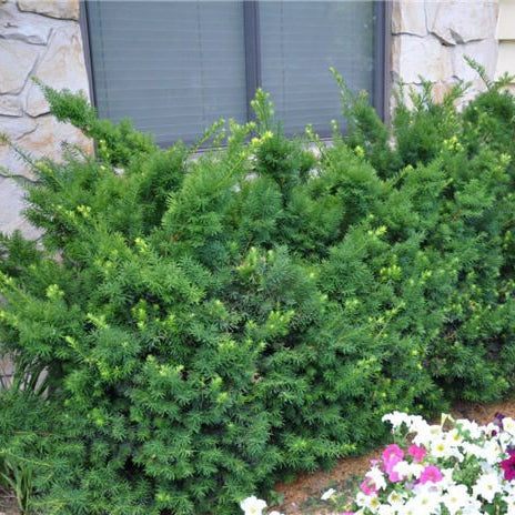 Dense Spreading Yew used as a broad evergreen foundation shrub below windows
