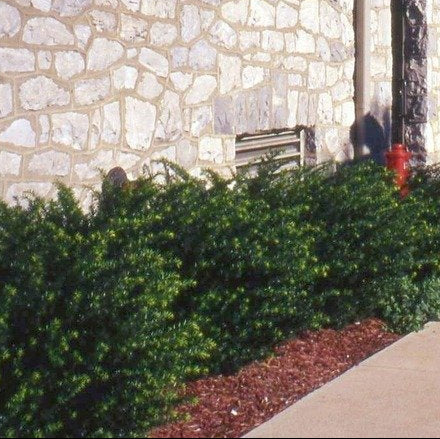 Densiformis Yew growing as a dense low evergreen hedge along a walkway