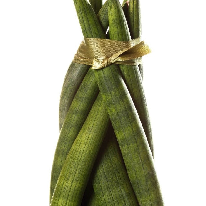 close look at braided foliage on Dragon Fingers Snake Plants
