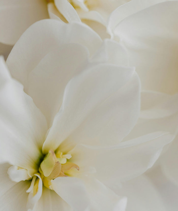 Fleur de Blonde Parfum | 1 fl oz / 30 ml