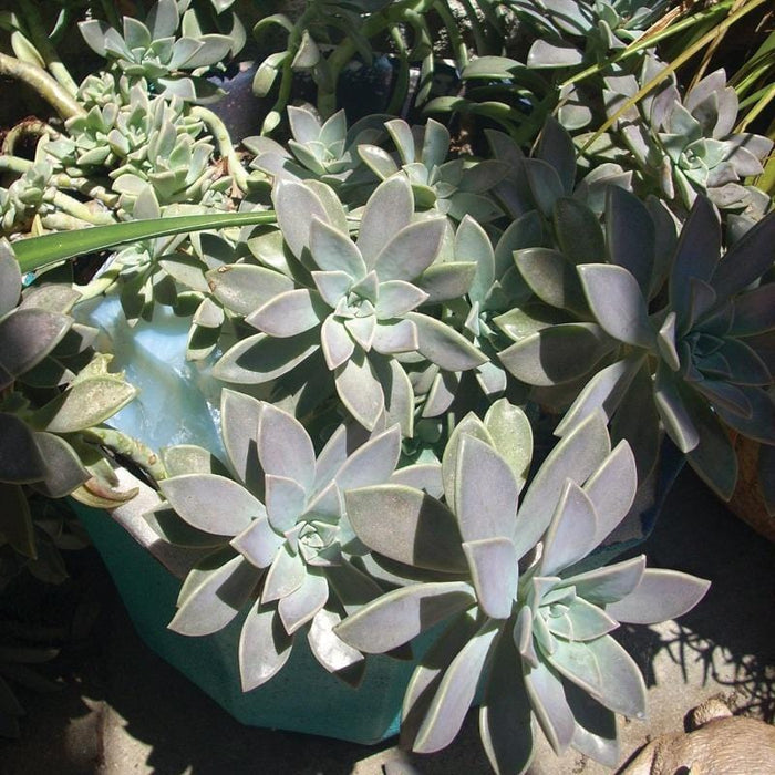 Cluster of Graptopetalum Ghost Plant rosettes in pot