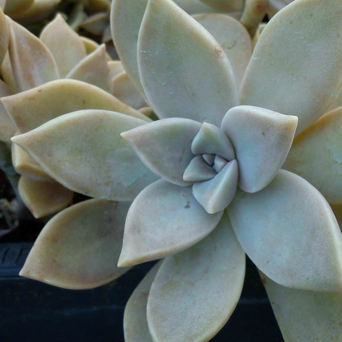 Close up of the opalescent white leaves of Graptopetalum Ghost Plant