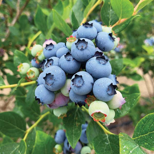 Jersey Blueberry Bushes with sweet blue berries and green foliage in a sunny edible landscape