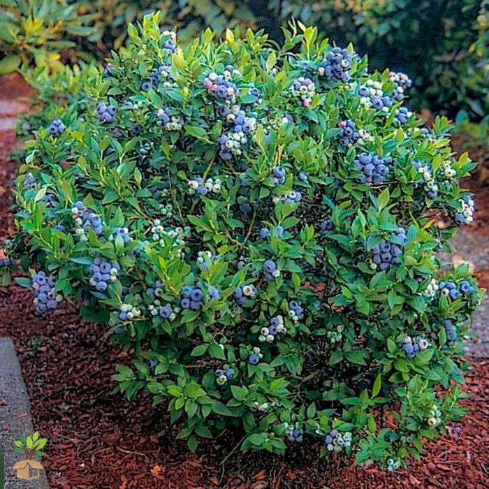 Vaccinium corymbosum Jersey highbush blueberry with ripening blue fruit