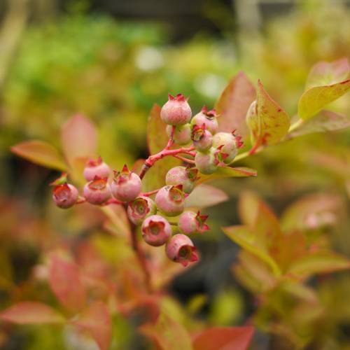Late-season Jersey blueberries ripening on a vigorous northern highbush shrub