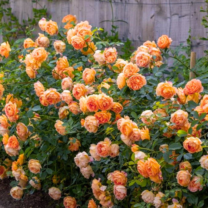 Lady of Shalott rose shrub in bloom, apricot-peach chalice flowers on arching canes, glowing against mid-green foliage.