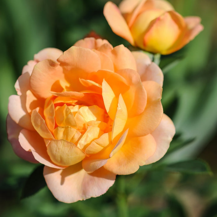cupped Lady of Shalott rose with apricot-salmon petals and golden-yellow reverse, showing layered texture and warm tones.