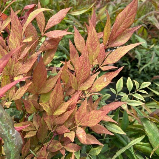 red and yellow foliage of the nandina bonfire shrubs