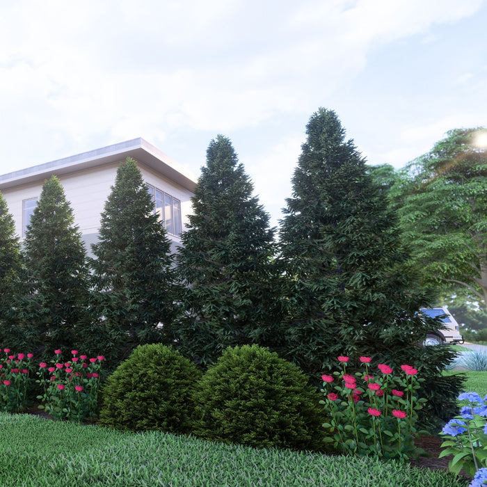 digital rendering of thuja junior giant trees, mr. bowling ball arbprvitae, red drift rose to create a lush narrow privacy screen