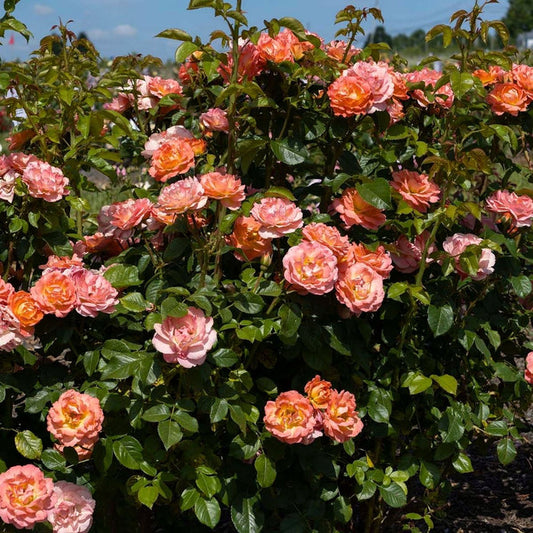 Dense upright Orange Glow Knock Out rose with glossy green foliage and abundant buds, about 4 feet tall and 3 feet wide