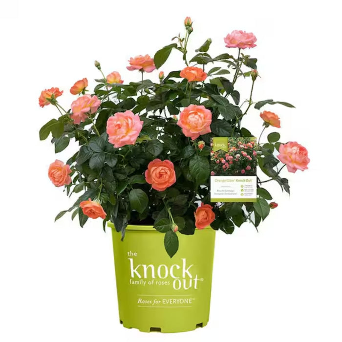 Orange Glow Knockout Rose Blooming in 3 Gallon pot