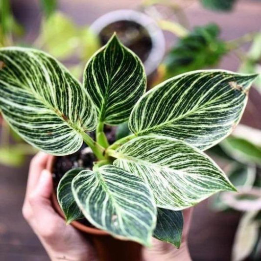 Philodendron Birkin in hand.