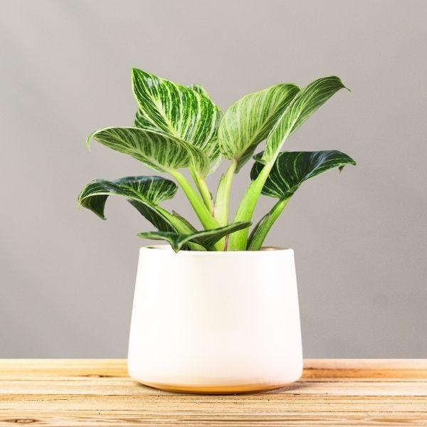 Philodendron Birkin in white ceramic pot