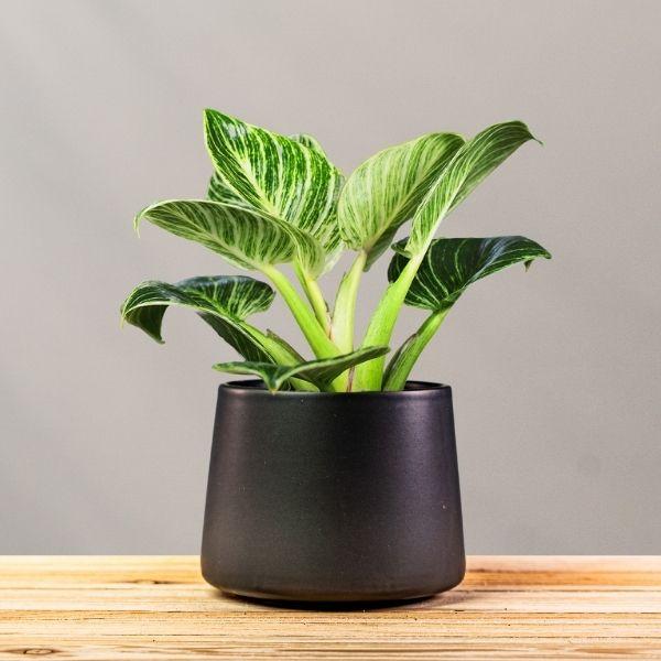 Philodendron Birkin in black ceramic pot