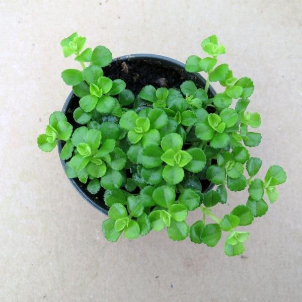 pilea baby tears in a black nursery pot
