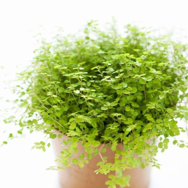 pilea baby tears white background