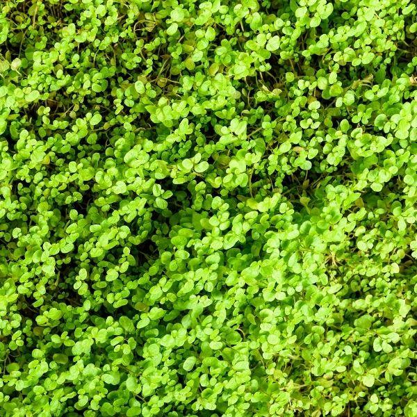 close up of pilea baby tears plant