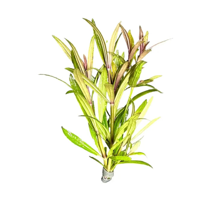 Pogostemon Stellatus Broad-Leaf green purple aquatic plant in clear plastic holder