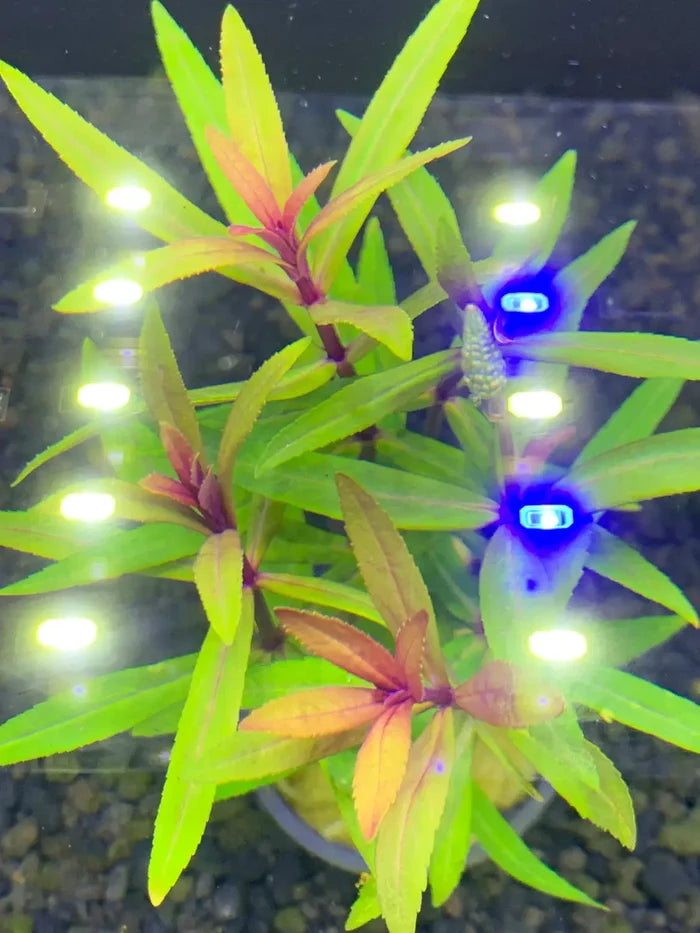Pogostemon stellatus Broad-Leaf — live aquarium stem plant under blue lighting