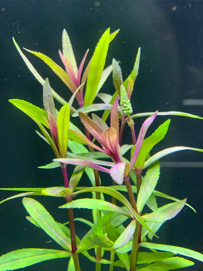 Pogostemon Stellatus Broad-Leaf: green aquatic plant with purple stems