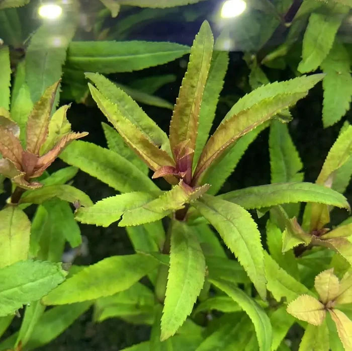 Pogostemon Stellatus Broad-Leaf green aquatic plant with purple edges
