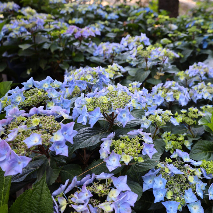 Pop Star® hydrangea habit with dense 18–24 inch mound, deep green leaves, and refined shape for borders and small gardens