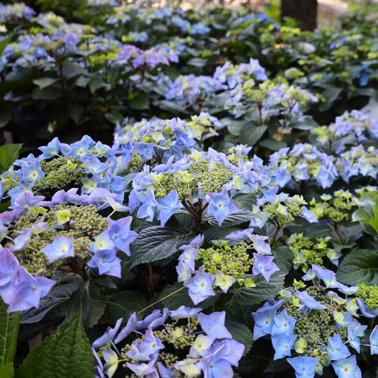 Pop Star® hydrangea habit with dense 18–24 inch mound, deep green leaves, and refined shape for borders and small gardens