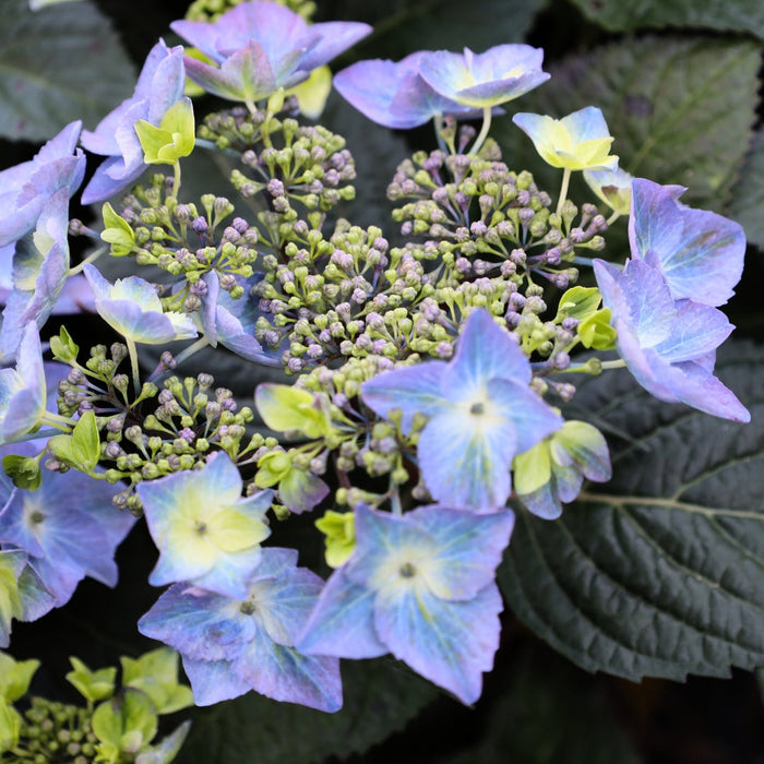 Close-up of Pop Star® lacecap hydrangea bloom showing delicate florets and center details with blue-to-pink tones depending on soil pH