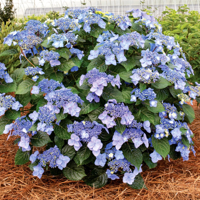 Endless Summer® Pop Star® hydrangea in part shade with compact mound and lacecap blooms, brightening a small foundation bed in summer