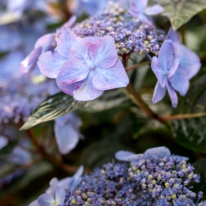 hydrangea pop star blooms