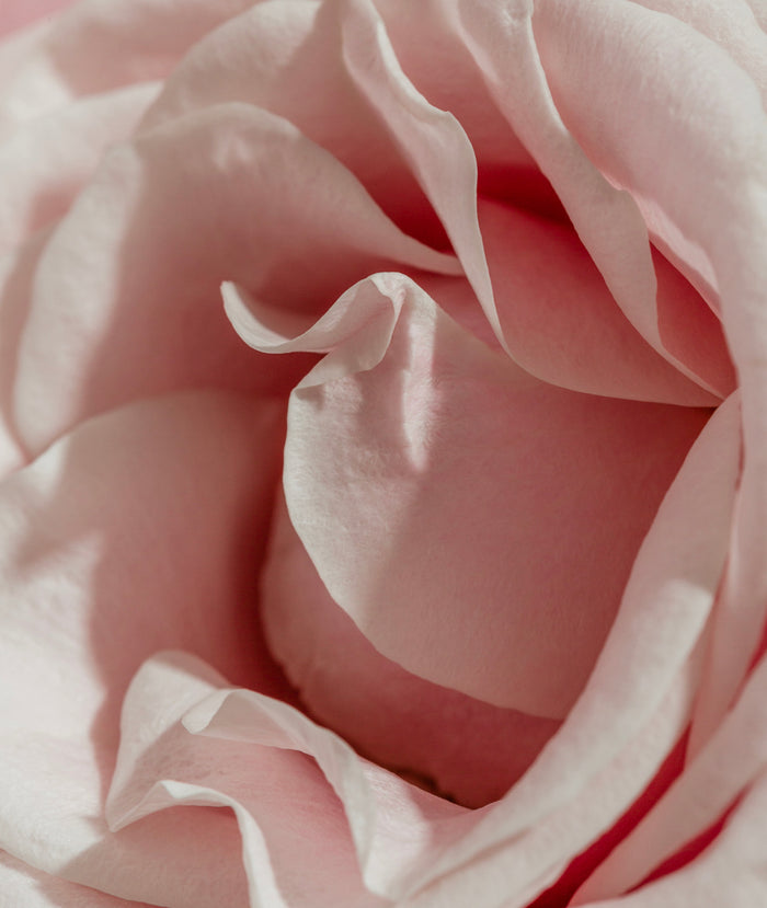 Rose Chocolat Parfum | 1 fl oz / 30 ml