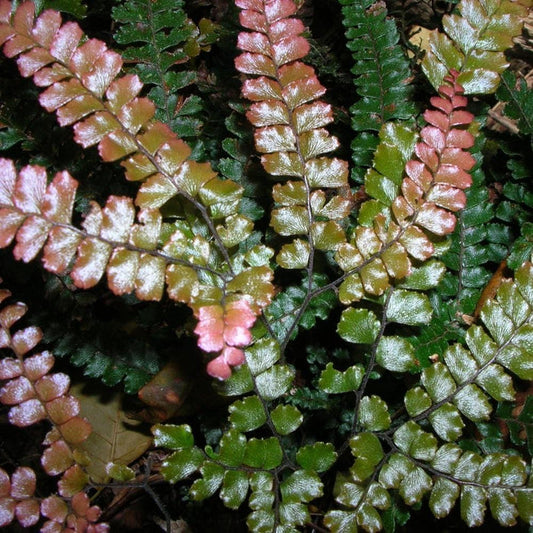 Rosy Australian Maidenhair Fern is a semi-evergreen house plant with green and rosy pink foliage