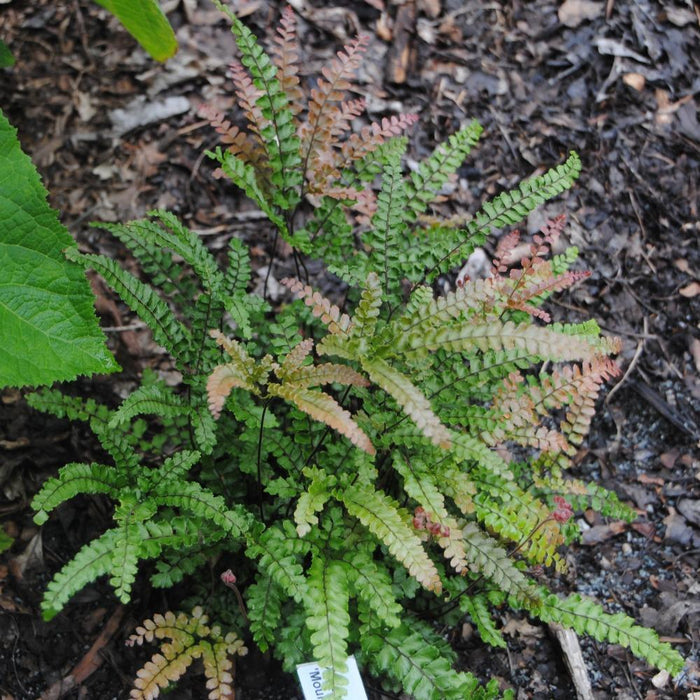 Rosy Australian Maidenhair Fern is a semi-evergreen house plant with green and rose contrast leaves
