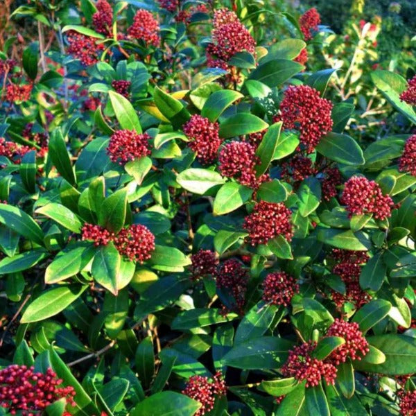 Japanese Skimmia with darker red fruits and glossy foliage