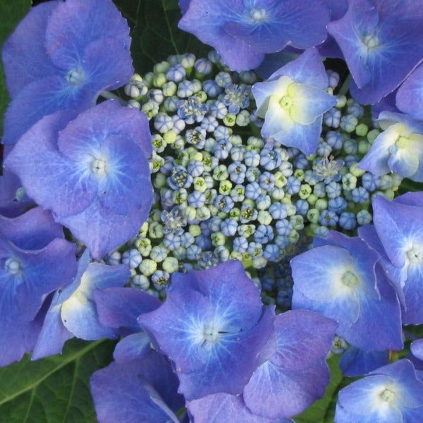 Nice lacecap of colors from the Teller Blue Hydrangea with a hint of yellow in the middle