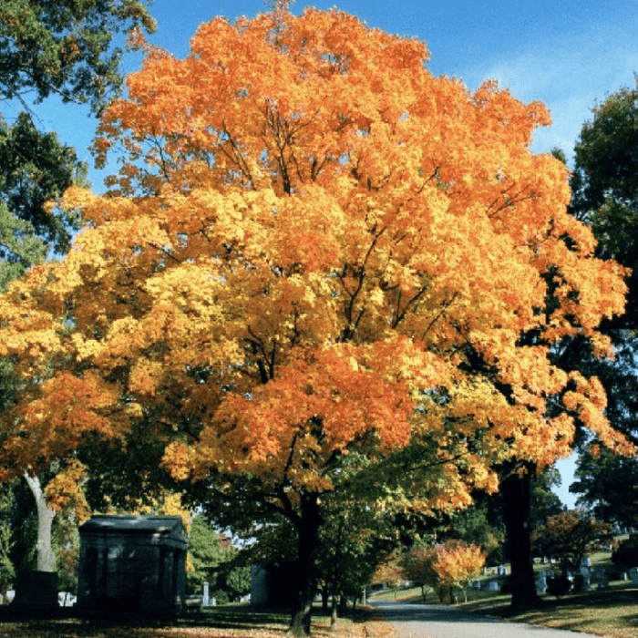Valley Forge Elm Tree Orange and Yellow Fall Color